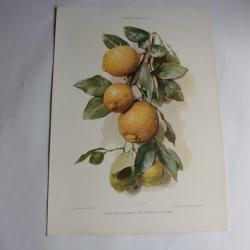 Estampe Citrons Journal décoration G. Sturm 1900