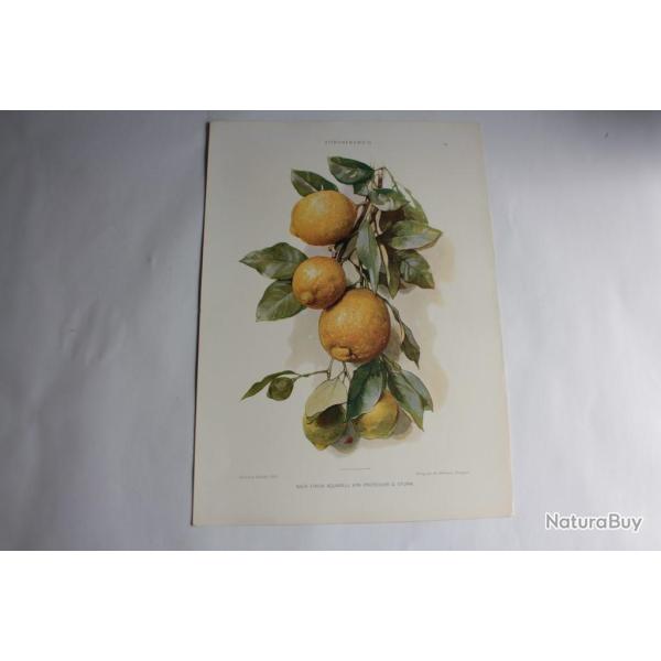 Estampe Citrons Journal dcoration G. Sturm 1900