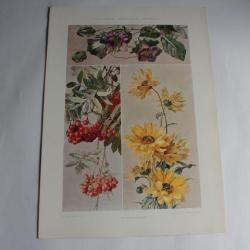 Estampe Tournesol Sorbier vigne de cloche Journal décoration Oskar Haebler 1900