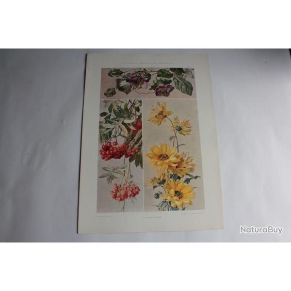 Estampe Tournesol Sorbier vigne de cloche Journal dcoration Oskar Haebler 1900