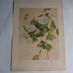 Estampe Hortensia Journal décoration J. Habert-Dys 1900