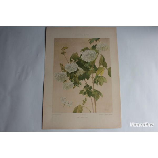 Estampe Hortensia Journal dcoration J. Habert-Dys 1900