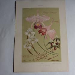 Estampe Orchidée Journal décoration E. Benedictus 1900