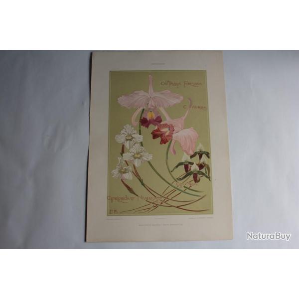 Estampe Orchide Journal dcoration E. Benedictus 1900