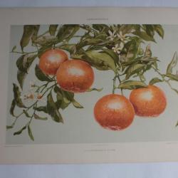 Estampe Oranges Journal décoration G. Sturm 1900