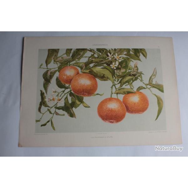 Estampe Oranges Journal dcoration G. Sturm 1900