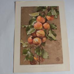 Estampe Abricots Journal décoration G. Sturm 1900