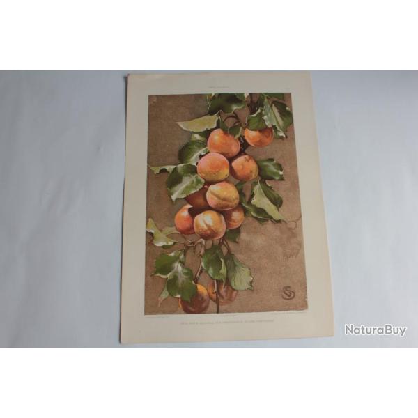 Estampe Abricots Journal dcoration G. Sturm 1900