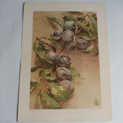 Estampe Prunes Blanche Journal décoration G. Sturm 1900