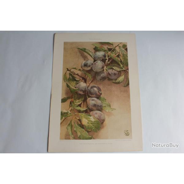 Estampe Prunes Blanche Journal dcoration G. Sturm 1900