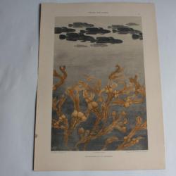 Estampe Poissons et algues Journal décoration G. Heilmann 1900