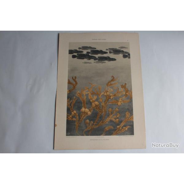 Estampe Poissons et algues Journal dcoration G. Heilmann 1900