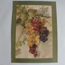 Estampe Raisins Journal décoration Johana Beckmann 1900