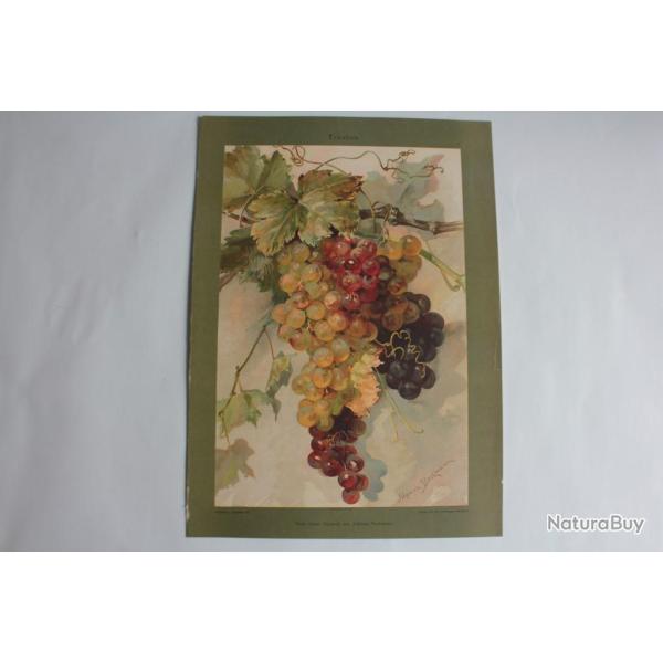 Estampe Raisins Journal dcoration Johana Beckmann 1900