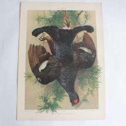 Estampe Grouse noire Journal décoration Paul Wagner 1900