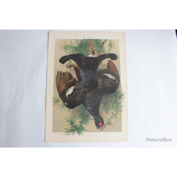 Estampe Grouse noire Journal dcoration Paul Wagner 1900