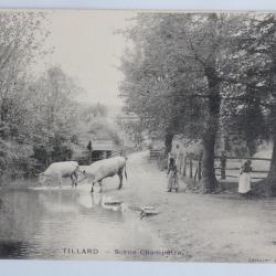 CPA Val d'Oise Tillard Scène champêtre Vaches