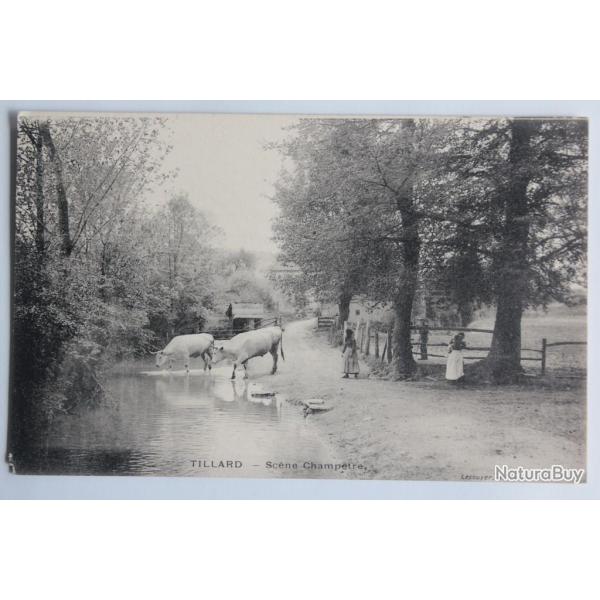 CPA Val d'Oise Tillard Sc�ne champ�tre Vaches