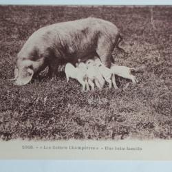 CPA Scènes champêtres belle famille Cochon Truie Le Gerbier des Joncs