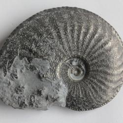 Fossile Ammonite Amaltheus pyritisé 87 mm