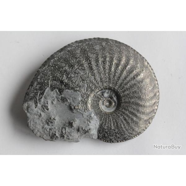 Fossile Ammonite Amaltheus pyritis� 87 mm