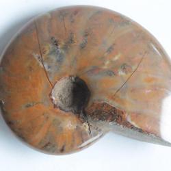 Fossile Ammonite Cléonicéras polie nacrée rouge
