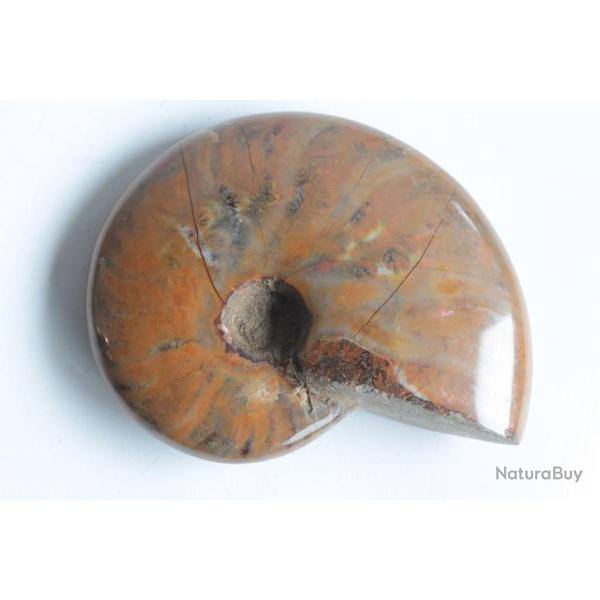Fossile Ammonite Cl�onic�ras polie nacr�e rouge