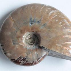 Fossile Ammonite Cléonicéras polie nacrée rouge