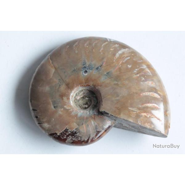 Fossile Ammonite Cl�onic�ras polie nacr�e rouge