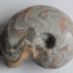 Fossile Goniatite Manticoceras sinuosum 93 mm