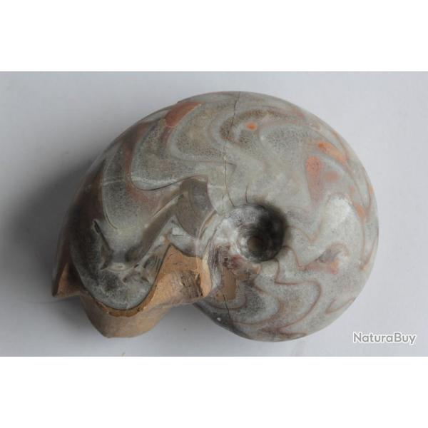 Fossile Goniatite Manticoceras sinuosum 93 mm