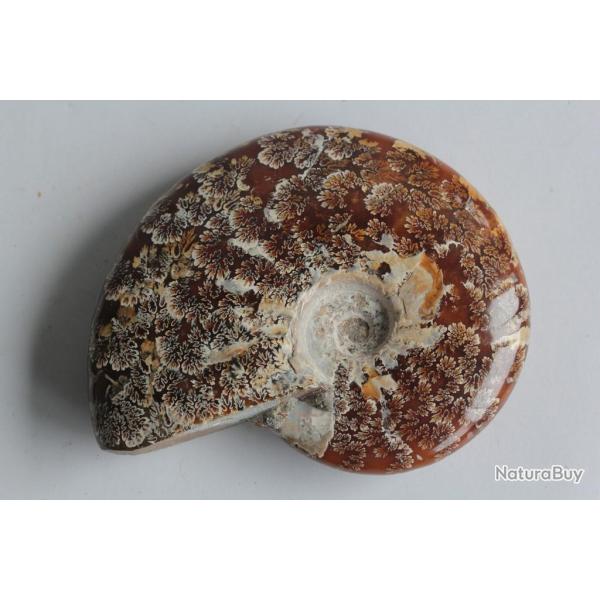 Fossile Ammonite Cl�onic�ras 96 mm