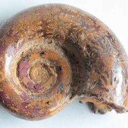 Fossile Ammonite Puzosia 87 mm