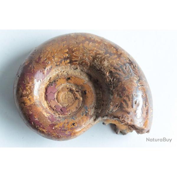Fossile Ammonite Puzosia 87 mm