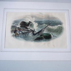 Gravure Le Squale Scie Édouard Traviés Requin