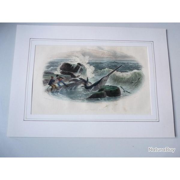 Gravure Le Squale Scie douard Travis Requin