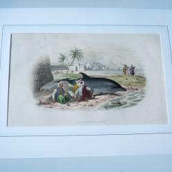 Gravure Dauphin Édouard Traviés