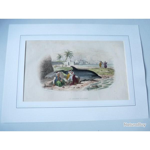 Gravure Dauphin douard Travis