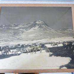 Grand photo Élevage de rennes Norvège