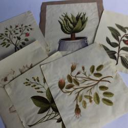 Dessins originaux botaniques fleurs