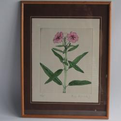 Gravure originale Roger Descombes Fleurs Phlox Botanique