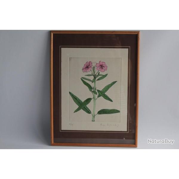 Gravure originale Roger Descombes Fleurs Phlox Botanique