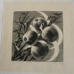 Xylographie originale Aldo Patocchi Fruits