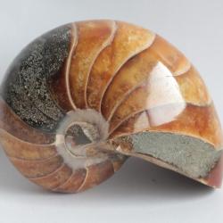 Fossile Nautile Nautilus Cymatoceras poli
