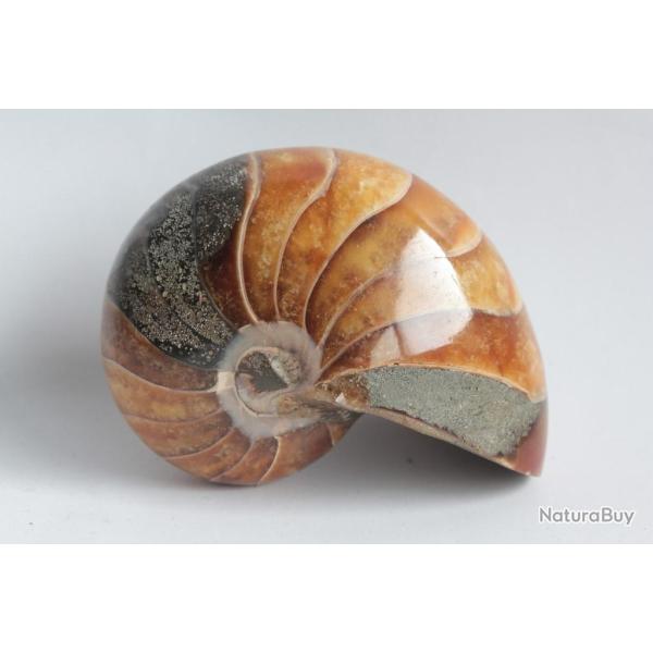 Fossile Nautile Nautilus Cymatoceras poli