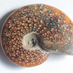 Fossile Ammonite Cl&eacute;onic&eacute;ras