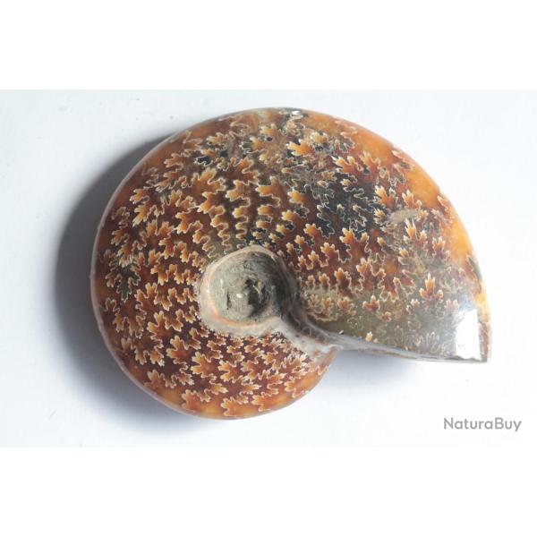 Fossile Ammonite Cl�onic�ras