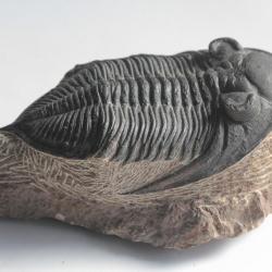 Fossile Trilobite Odontochile Zlichovaspis Rugosa