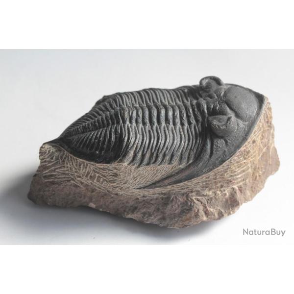 Fossile Trilobite Odontochile Zlichovaspis Rugosa