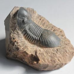 Fossile Trilobite Paralejurus Maroc